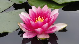 4K Water Lily Photo#2