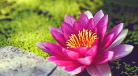 4K Water Lily Wallpaper For PC