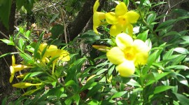 Allamanda Cathartica Flowers