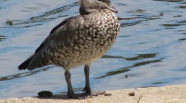 Australian Ducks Photo Download