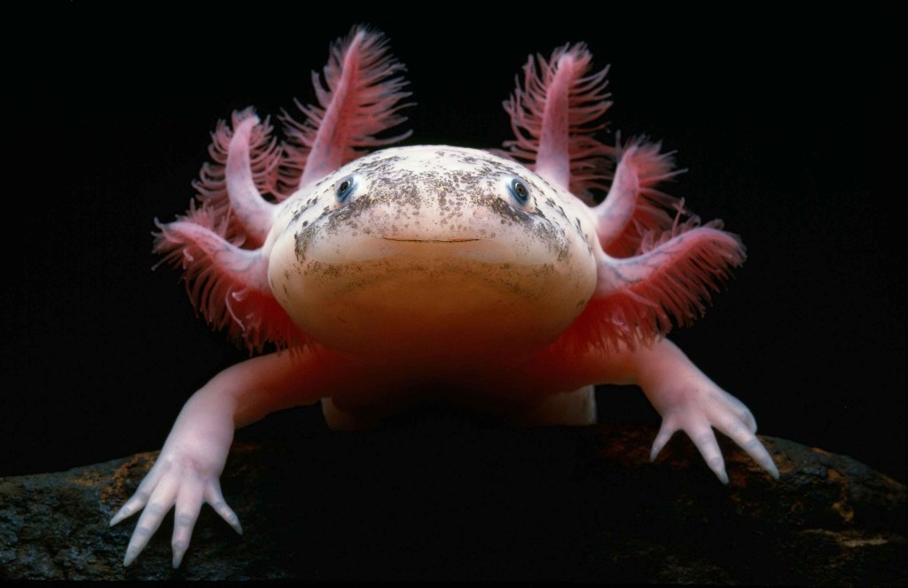 Axolotl wallpapers HD