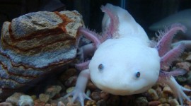 Axolotl Photo Free#1