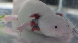 Axolotl Photo#1