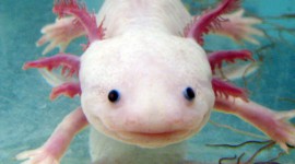 Axolotl Wallpaper Download Free