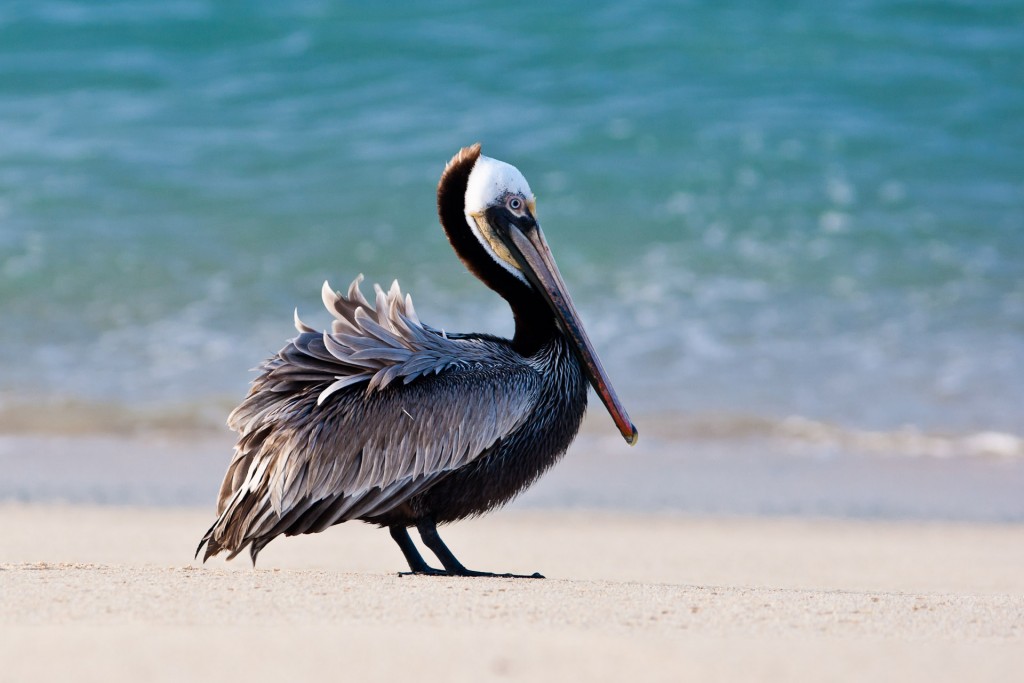 Birds On The Beach wallpapers HD