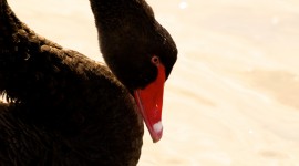 Black Swan Desktop Wallpaper HD