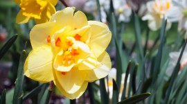 Daffodils Desktop Wallpaper