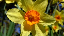 Daffodils Desktop Wallpaper For PC
