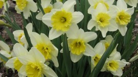 Daffodils Desktop Wallpaper HD