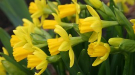 Daffodils Photo