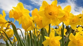 Daffodils Photo Download#1