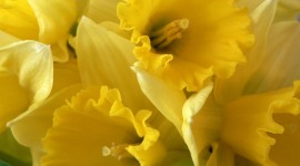 Daffodils Photo Free