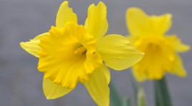 Daffodils Photo Free#1