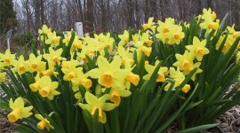 Daffodils Photo#1