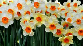 Daffodils Wallpaper 1080p
