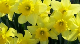 Daffodils Wallpaper Download