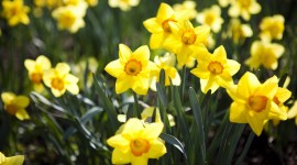 Daffodils Wallpaper For Desktop