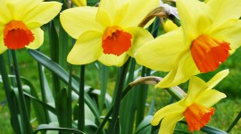 Daffodils Wallpaper Free