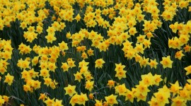 Daffodils Wallpaper Full HD