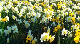 Daffodils Wallpaper Full HD#2