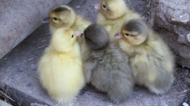 Ducklings Wallpaper Download