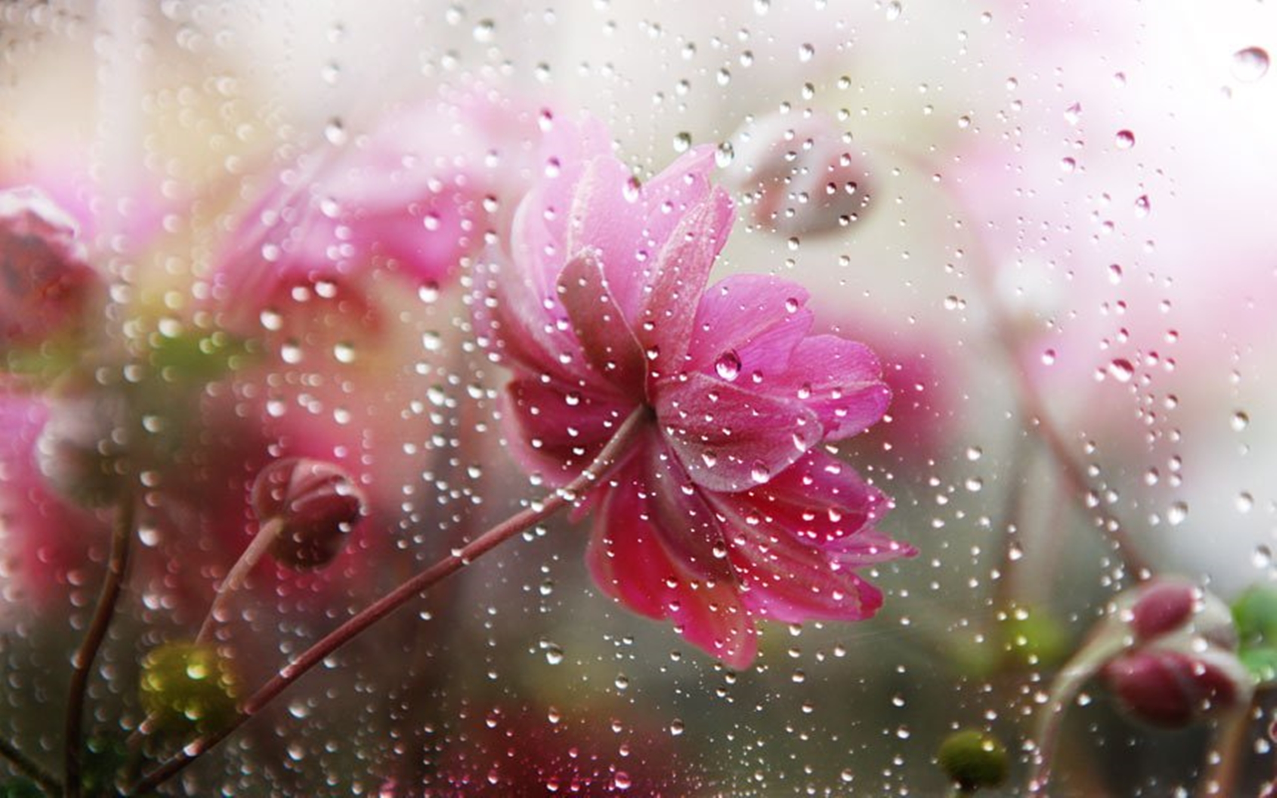 Afbeeldingsresultaat voor flowers in the rain