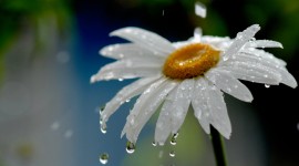 Flowers In The Rain Photo#1