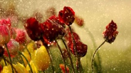 Flowers In The Rain Wallpaper