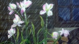 Flowers In The Rain Wallpaper HQ#2