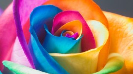 Flowers Of The Rainbow Desktop Wallpaper