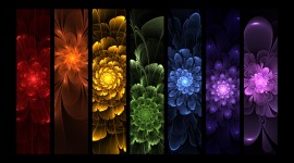 Flowers Of The Rainbow Image