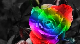 Flowers Of The Rainbow Photo