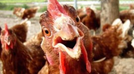 Funny Chickens Best Wallpaper