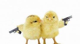 Funny Chickens Desktop Wallpaper