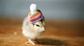 Funny Chickens Wallpaper For PC