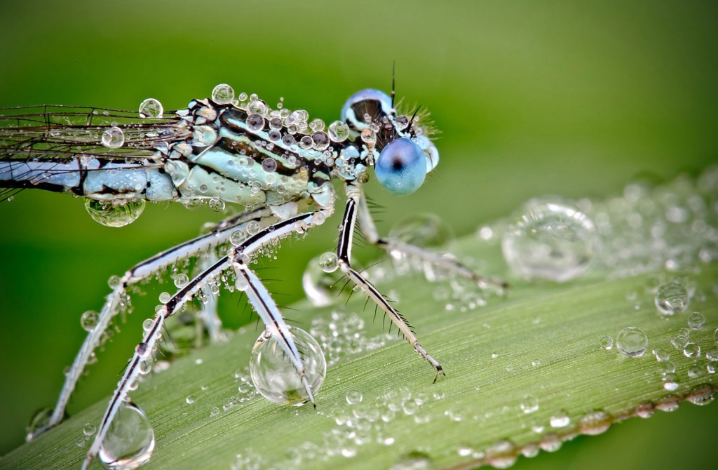 Insects In The Rain wallpapers HD