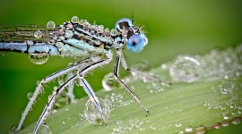 Insects In The Rain Best Wallpaper
