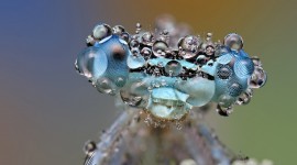 Insects In The Rain Photo Download