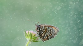Insects In The Rain Wallpaper Gallery