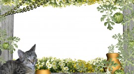 Kittens Frame Desktop Wallpaper