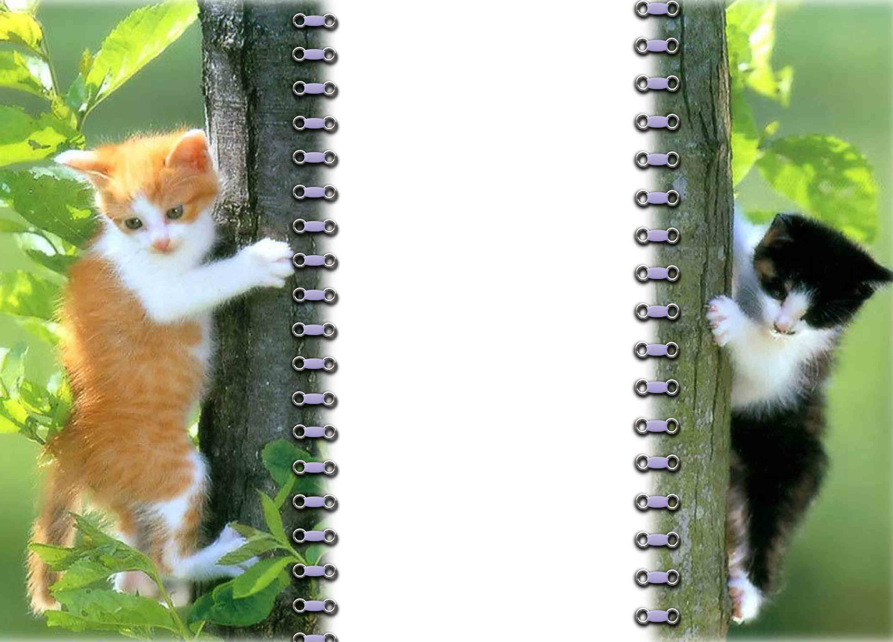 Kittens Frame Wallpapers High Quality | Download Free
