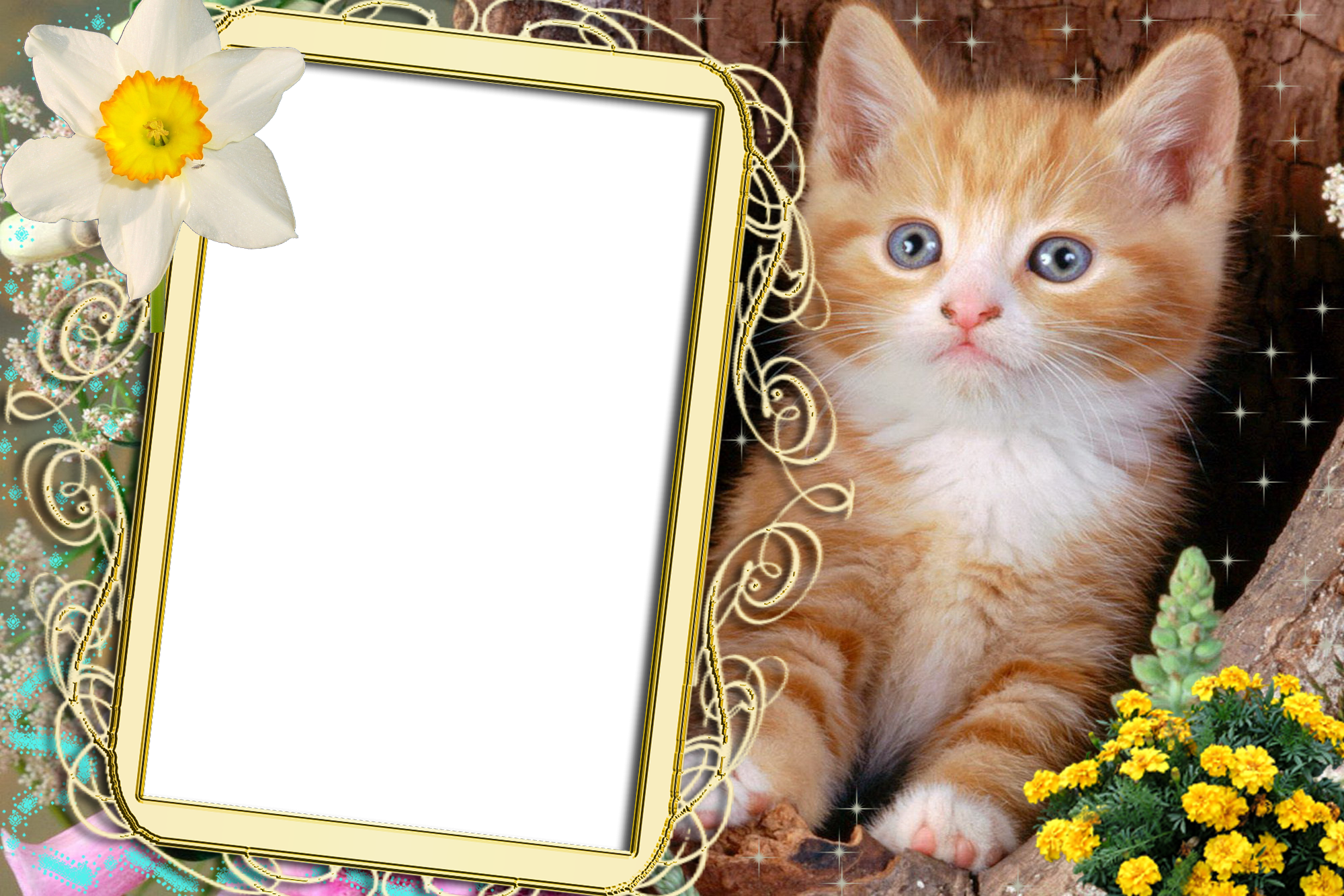 Kittens Frame Wallpapers High Quality | Download Free
