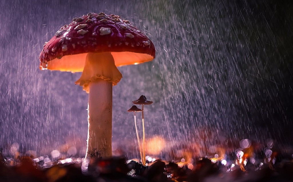 Mushrooms In The Rain wallpapers HD
