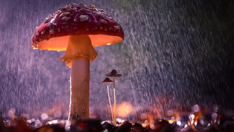 Mushrooms In The Rain wallpapers high quality