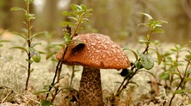 Mushrooms In The Rain Desktop Wallpaper