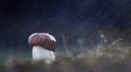 Mushrooms In The Rain Photo#1