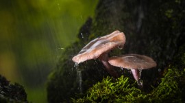 Mushrooms In The Rain Photo#3