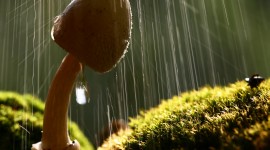 Mushrooms In The Rain Wallpaper For IPhone