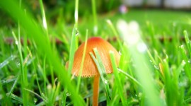 Mushrooms In The Rain Wallpaper Full HD