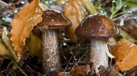Mushrooms In The Rain Wallpaper#1